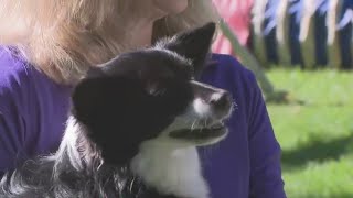 Ellicott City dog Nimble wins Westminster Dog Show agility contest [upl. by Mills]