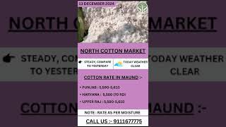 North cotton market rate today  उत्तरी भारत का कपास बाजार kapas punjab rajasthan haryana [upl. by Faso]