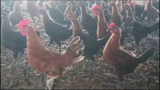 Deshi murga murgi poultry farming [upl. by Beitch]