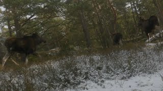 Norwegian Elkhound Chasing 3 Moose Dogs POV With GoPro [upl. by Lareena]