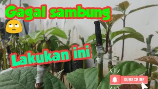 Sambung Ulang Alpukat Pada Seedling Yang Gagal Sambung [upl. by Hoehne]