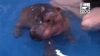 Baby Hippo Fiona  Episode 3 Bigger amp Better  Cincinnati Zoo [upl. by Eceeryt]