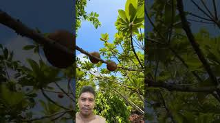 Buah Sapote magana Havana sapote buah buahbuahan shorts [upl. by Ogata]