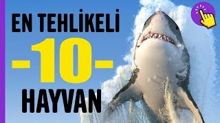 En tehlikeli 10 Hayvan  Hayvanlar Alemi  Aklında Olsun [upl. by Eleanora]