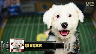 Meet Ginger  Puppy Bowl X [upl. by Zolner325]