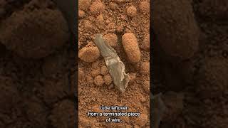 Mars Rover Finds Plastic On Mars [upl. by Sherfield]