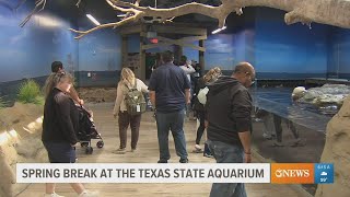 Texas State Aquarium already seeing big crowds this Spring Break [upl. by Rhiamon]