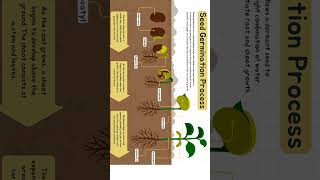 seed germination process 🔥biology neet study education mbbs motivation aiims mindmap 🔥 [upl. by Sidonnie799]