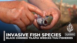 Invasive fish species Blackchin Tilapia devastating Thailand fisheries [upl. by Ixel630]