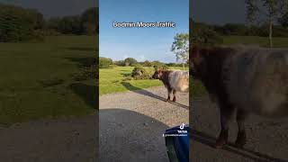 Bodmin Moor nature travel peace discovery like share follow subscribe comment [upl. by Debbie]