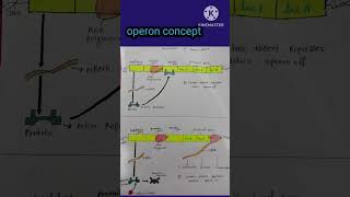 operon concept lac operon [upl. by Aikcir497]