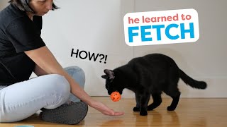 How I Trained My Cat To Fetch [upl. by Cordeelia719]