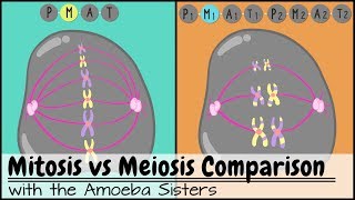 Mitosis vs Meiosis Side by Side Comparison [upl. by Anenahs]