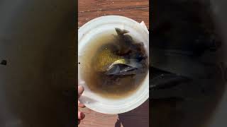 MY FISH BAIT fishing fish bassfishing sportfishing nature trending shortvideo catfish lake [upl. by Aitekram228]