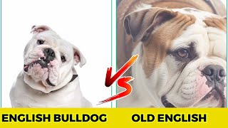 Olde English Bulldogge vs English bulldog  10 Major Difference [upl. by Hachman]