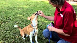 How to Train Herding Dogs  Dog Training Musts [upl. by Nedra567]