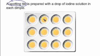 The starch amp amylase experiment [upl. by Yrrot]