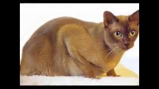 Top 10 Most Friendliest Cat Breeds [upl. by Sedlik]