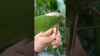 The Giant Malaysian Katydid [upl. by Hgeilhsa]