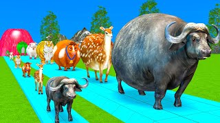 Paint Animals DuckTigerCowLionBuffaloGorillaElephantDinosaur Fountain Crossing Animal Game SU [upl. by Alit909]