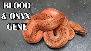 MAKING A VERY RED SUPER DWARF BOA [upl. by Lekcim]