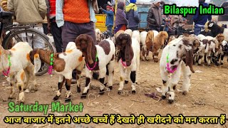 Bilaspur Bakra Mandi  Top Quality Ke BacheTotapuri jamunapuri sojat Sirohi Gujri [upl. by Bing751]