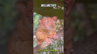 Interesting facts you didnt know about the tarsier [upl. by Gnok]