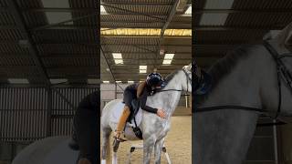 A day in the life of mayo the young dressage horse 🤍 dressage equestrian equestrianlife horse [upl. by Hallvard]