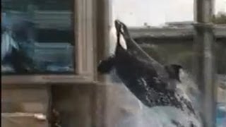 Shamu  Killer Whale  fantastic dive by trainer  Seaworld 2001 [upl. by Asennav]