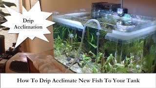 Adding New Fish How To Drip Acclimate New Fish To Your Tank [upl. by Baily749]