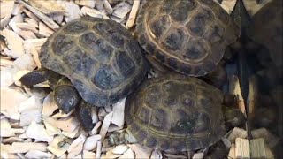 Testudo horsfieldii  Gray 1844  HD  Tortue des steppes  ExpoZoo  102014 [upl. by Ojybbob494]