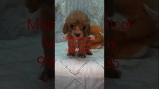 Maltipoo Apricot M Puppy For Sale Hyderabad Telangana Vijayawada Andhra Pradesh Chennai Tamil Nadu [upl. by Drus]