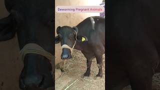 చూడి గెదెలకు నట్టల నివారణ pregnancy safe dewormer fenbendazole [upl. by Garretson666]