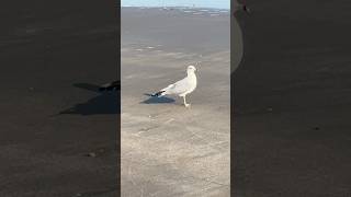 Gullsif you are positive what seagull species this is please let me know [upl. by Tiff]