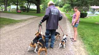 5 Stubborn Beagles Learn to Walk  DOG INTERVENTION Dog WhispererInterventionist BIG CHUCK MCBRIDE [upl. by Alat]