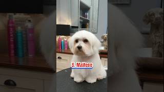 The 10 best small non shedding dog breedsdoglovertop5subscribe [upl. by Jacklyn113]