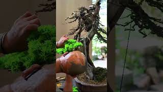 If a bonsai dies this is also a good way to handle it [upl. by Nenad]