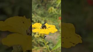 Bee is trying to pollinate the flower and it grasps the flower very hard stinglessbees beevideo [upl. by Nerrej]