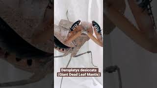 Deroplatys desiccata Giant Dead Leaf Mantis ✊🏻💪🏻 [upl. by Quillon554]