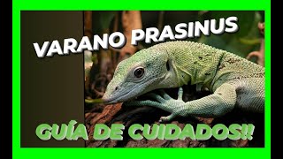 🟢VARANO ESMERALDA Varanus Prasinus LA GUÍA más COMPLETA [upl. by Goodden]