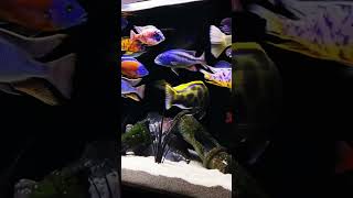 MMA Shorts  African Cichlids Lake Malawi cichlids  Lake Victoria Cichlids viralshort viralsong [upl. by Barger]