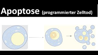 Apoptose  programmierter Zelltod  Nekrose  Biologie Oberstufe [upl. by Aivilys22]