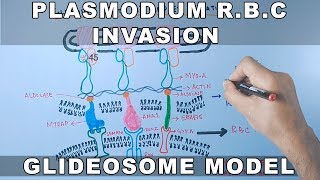 Plasmodium falciparum Erythrocyte Invasion  Glideosome amp Moving Junction [upl. by Nichy215]