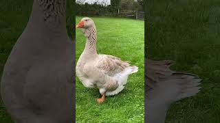 2 Handsome Dewlap Toulouse boys geese goose toulousegoose [upl. by Adirf]