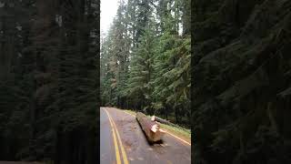 Thick forest entering Olympic national park Sol Duc River salmon cascades and Falls [upl. by Orlosky991]