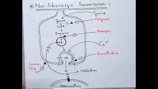 NorAdrenergic Transmission  NorAdrenaline Neurotransmitter  NorEpinephrine  Dopamine [upl. by Zondra]