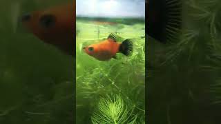 fishingvideo guppy fishworldaquarium aquaristworld aquarium [upl. by Pernas]