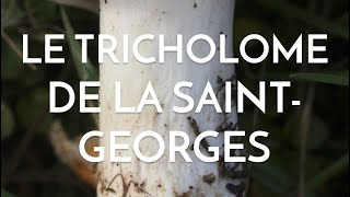 Le tricholome de la SaintGeorges champignon de printemps [upl. by Codd]