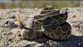 CASCABEL la serpiente peligrosa para los humanos animals animales viralvideo video [upl. by Nabroc]