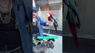 Man Walks Down Street With Pet Parrot 🦜 [upl. by Nevad]